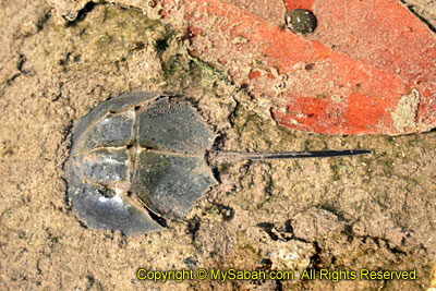 Horse Shoe Crab