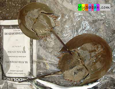 Horse Shoe Crab