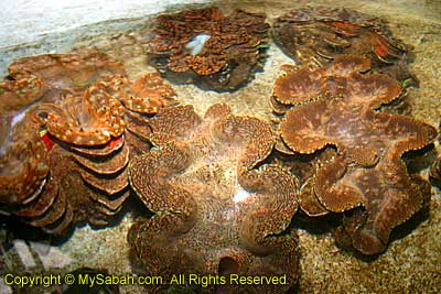 Giant Clam