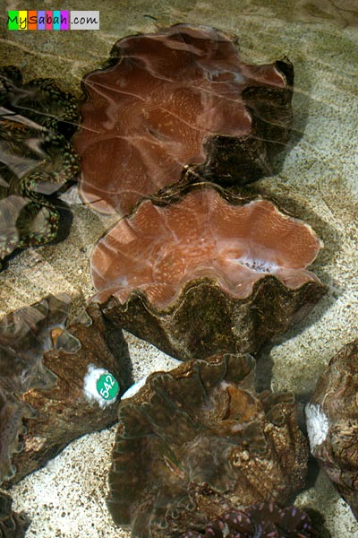 Giant Clam