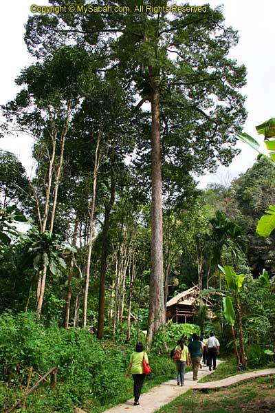 Mari-Mari Cultural Village in the jungle