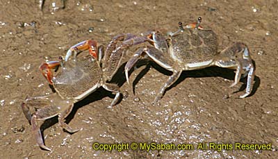 Crab fight