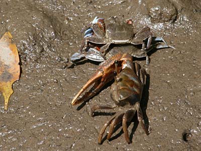 Crab fight