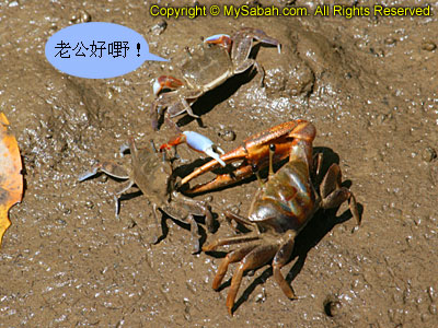 Crab fight