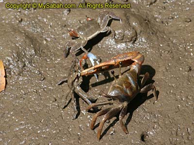 Crab fight