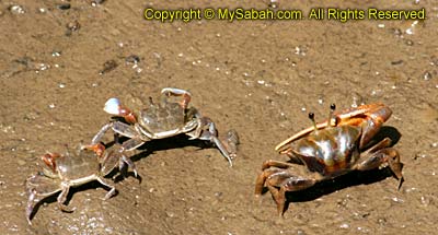 Crab fight