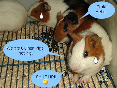 Guinea Pigs