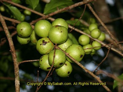 Magic Fruit