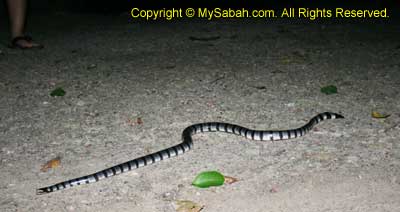 Sea snake