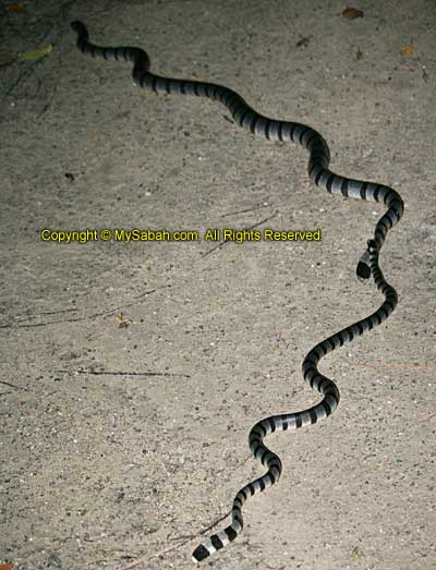 Sea snake