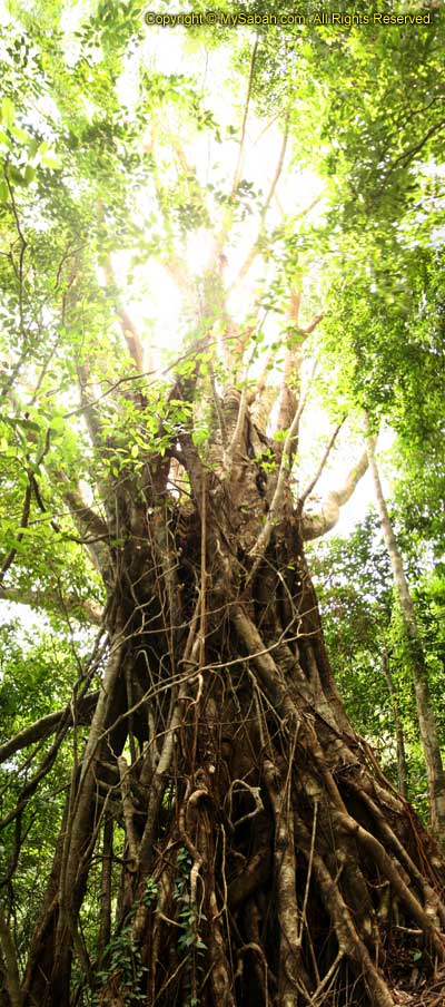 Big big tree