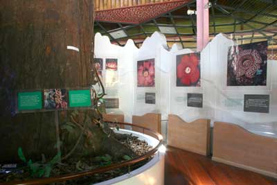 Tambunan Rafflesia Information Centre