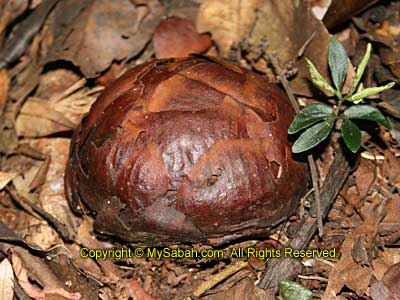 Rafflesia bud