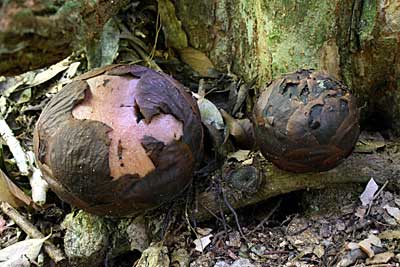 Rafflesia protuberances