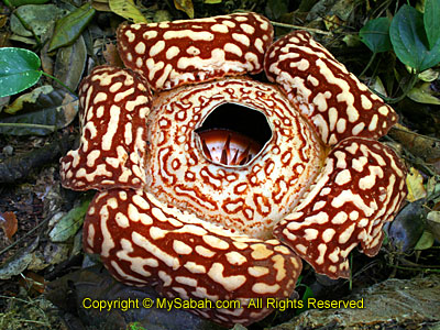Blooming Rafflesia