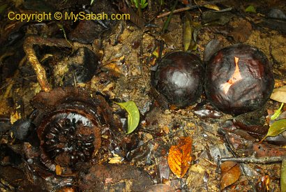 Rafflesia tengku-adlinii