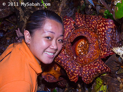 twin blooming of rafflesia