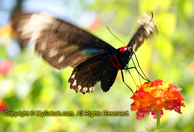 Butterfly Farm