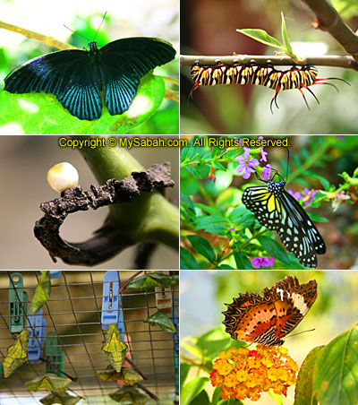 Butterfly Farm