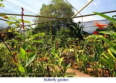 Butterfly Farm