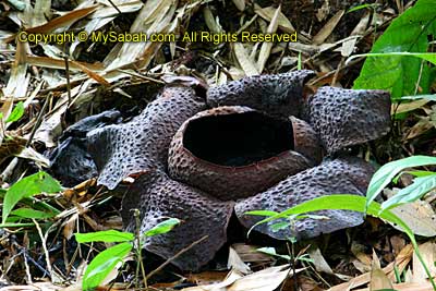 withering Rafflesia