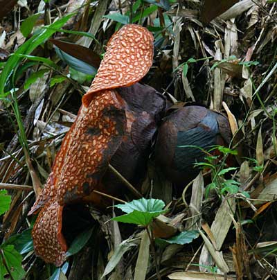 Rafflesia keithii