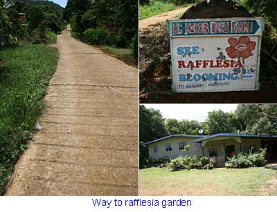Way to Rafflesia garden