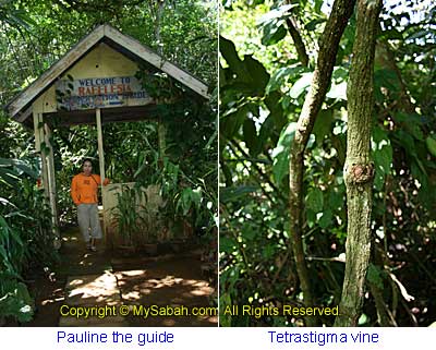 Rafflesia garden