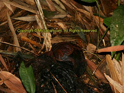 Rafflesia bud