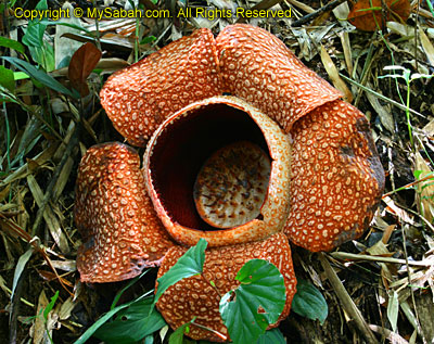 Rafflesia keithii