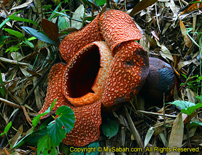 Rafflesia keithii