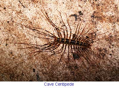 Cave centipede in Madai Cave