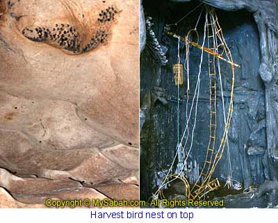 Harvesting tool for bird nest