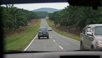 Sea of Oil Palm