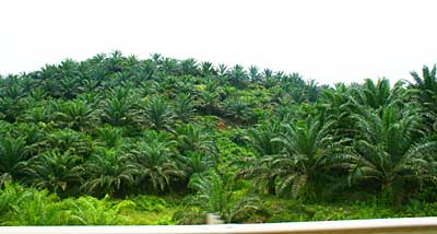 Oil Palm on hill