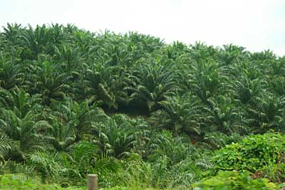 Oil Palm