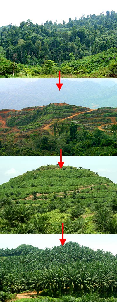 Hill and forest cutting for Oil Palm