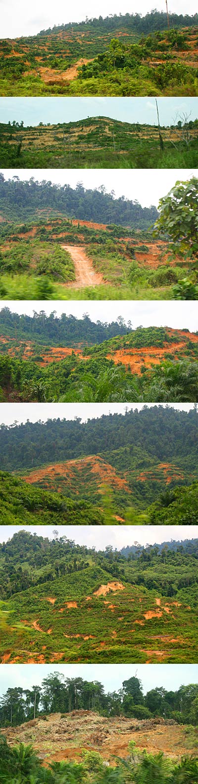 Hill clearing for Oil Palm plantation