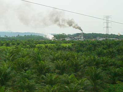 Oil Palm mills