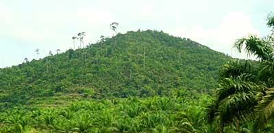 Forest reserve surrounded by Oil Palm