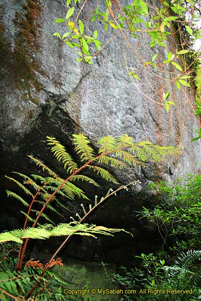 Mesilau cave