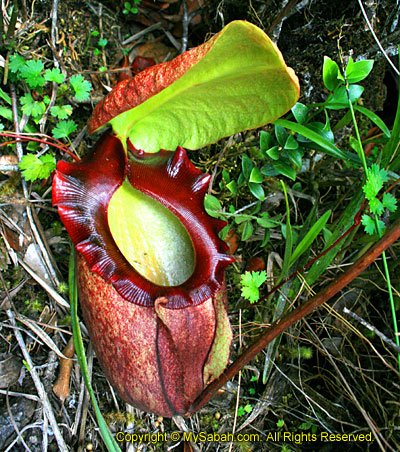 Rajah Pitcher Plant