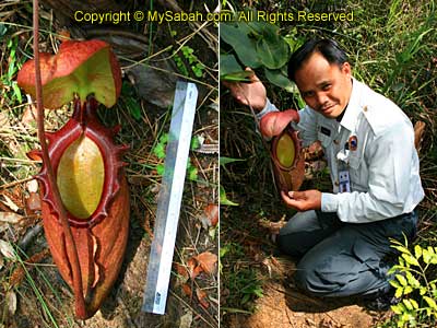 Nepenthes Rajah