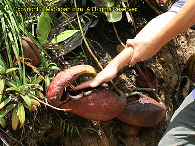 Man-eater Pitcher Plant