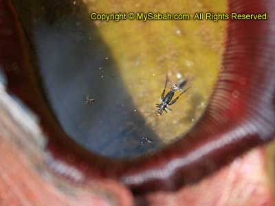 Prey in Pitcher Plant