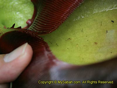 Mosquito larvae in Pitcher Plant