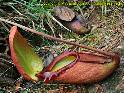 Biggest Pitcher Plant in the world