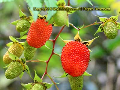 Wild berry in Mesilau