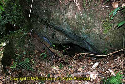 Boulder in Mesilau trail