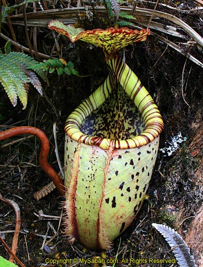 Nepenthes burbidgeae